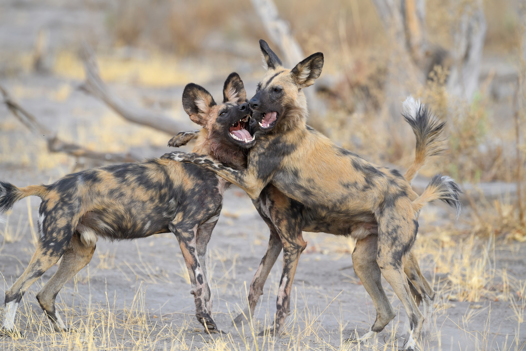 An African wild dog standing in open savanna, showing the mottled black, white and yellow coat and large rounded ears
