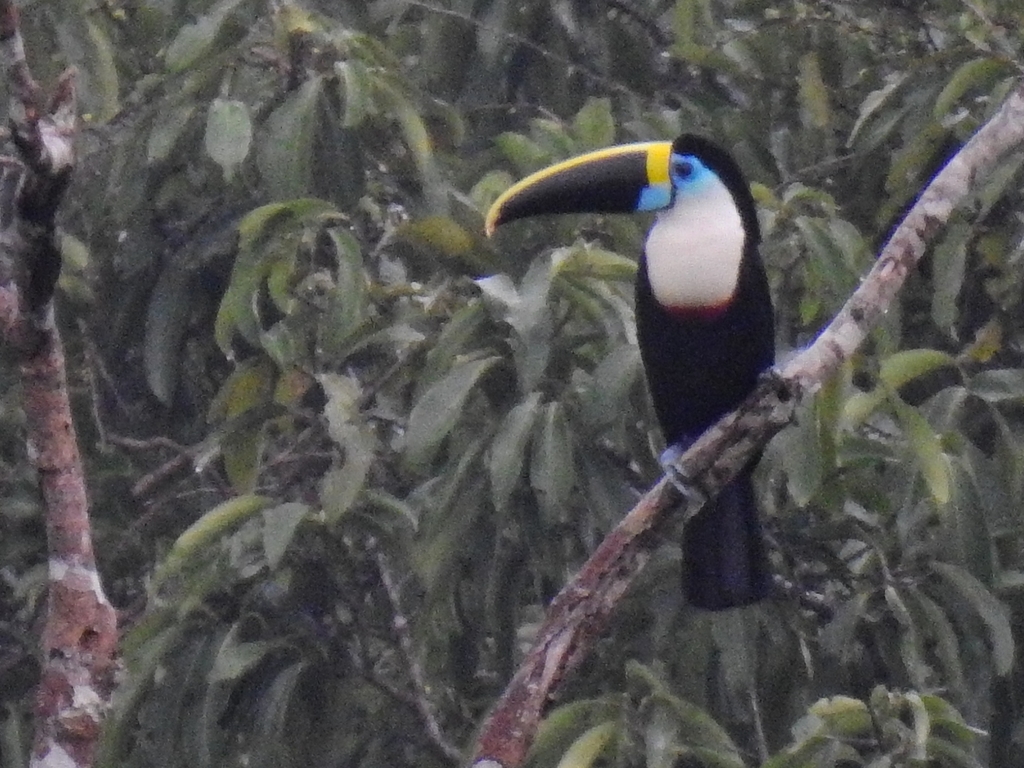 White-throated toucan perched on a branch in Amazon rainforest, showing its large orange-and-black bill