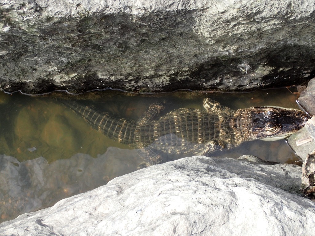 An American alligator resting at the water's edge, showing its broad rounded snout and heavily armoured dark skin