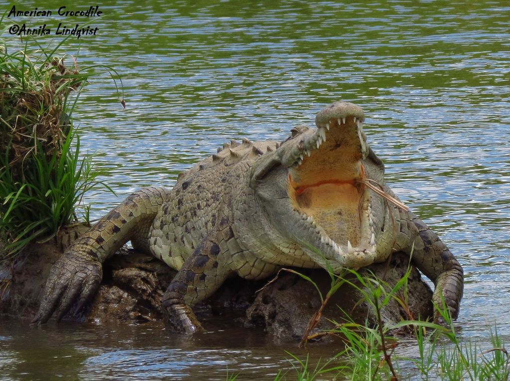 An American crocodile resting on a mudbank at the water's edge, its narrow pointed snout clearly visible