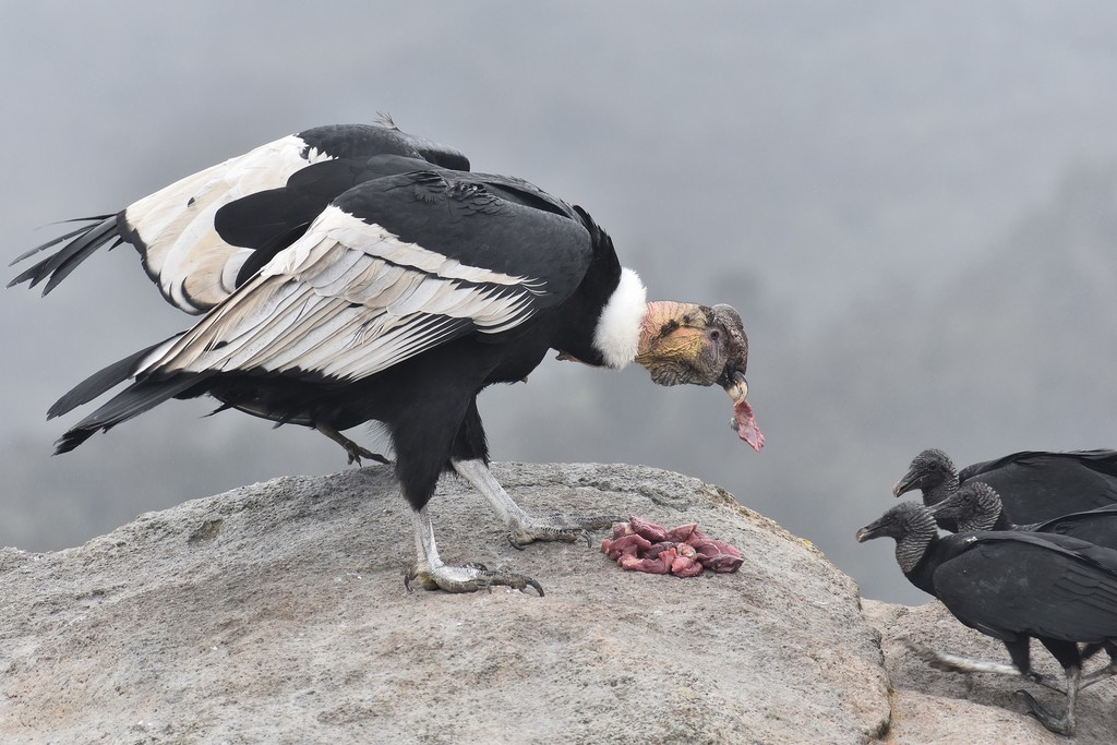 An Andean condor soaring on a thermal, showing the massive black wings with white underwing patches and the bare-headed profile
