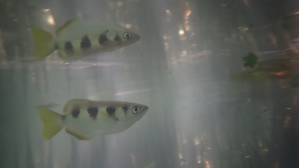 A banded archerfish in shallow mangrove water