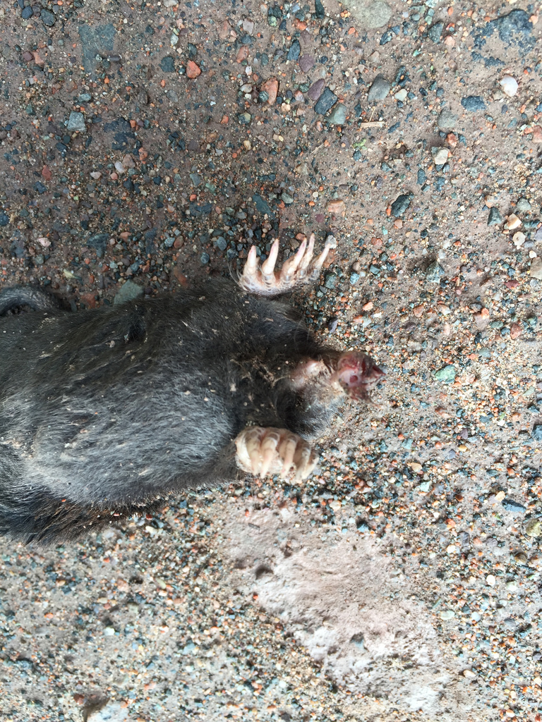 A star-nosed mole, showing its distinctive pink star-shaped touch organ around the nostrils