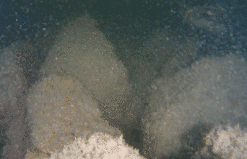 An enormous Atlantic goliath grouper hovering near a coral reef structure, dwarfing surrounding fish