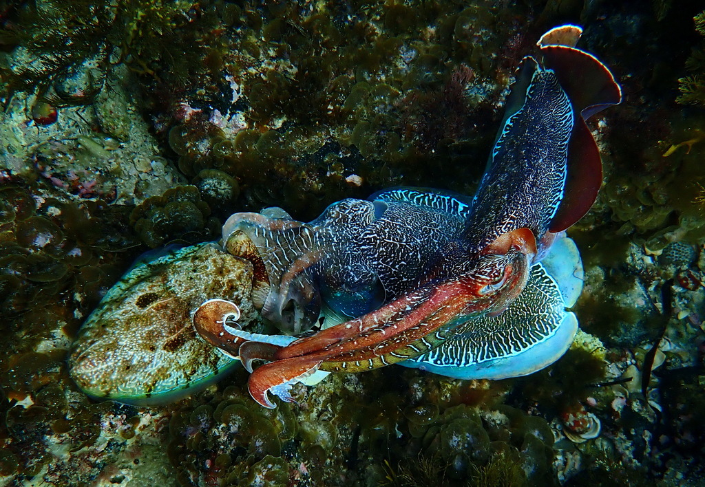 An Australian giant cuttlefish displaying rippling colour patterns across its mantle in shallow water