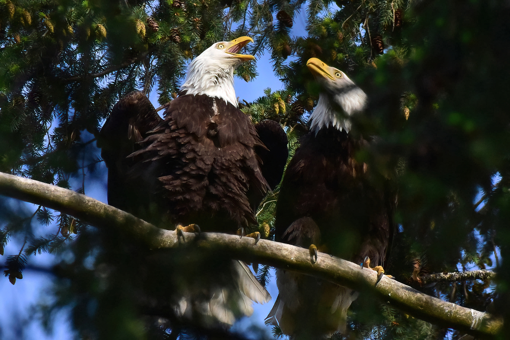 An adult bald eagle with white head and tail perched on a branch near water