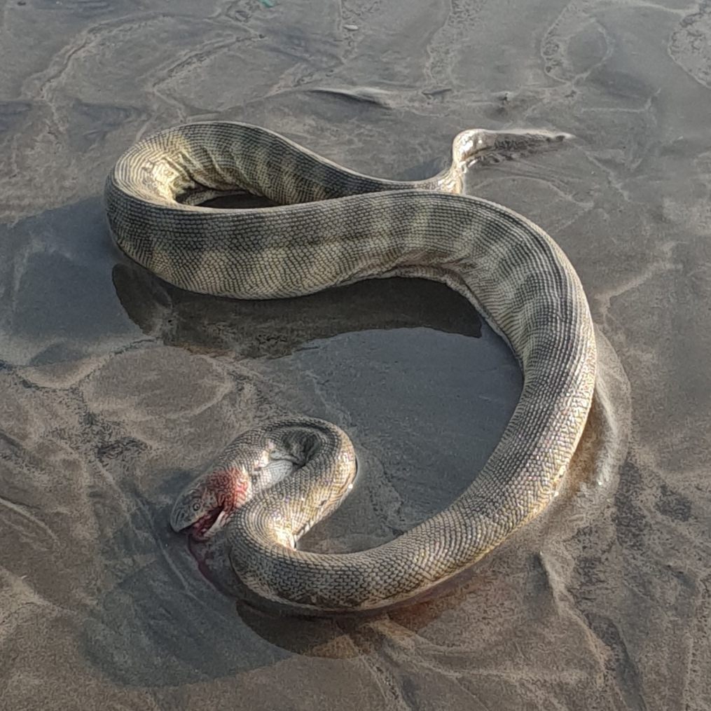A pale, dark-banded beaked sea snake coiled on wet sand, showing its small head and flattened paddle-like tail