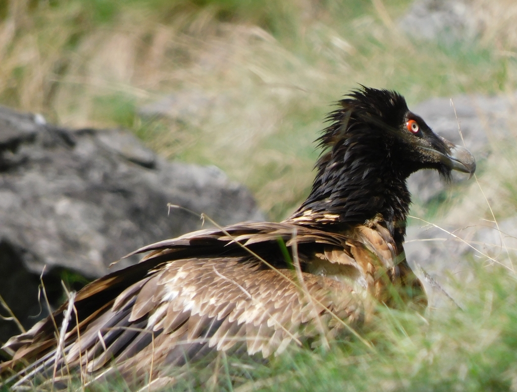 A bearded vulture in flight over mountain terrain, showing its long wedge-shaped tail and rust-orange underparts