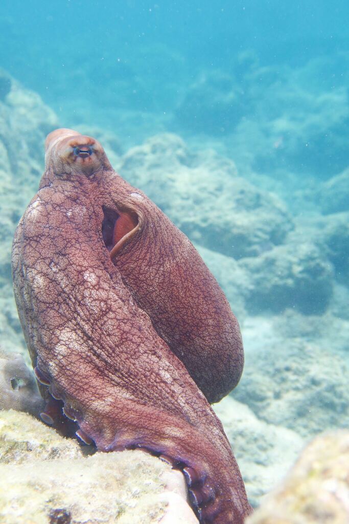 A day octopus camouflaged against reef rock and coral rubble, its skin mottled and textured to match the surrounding surface