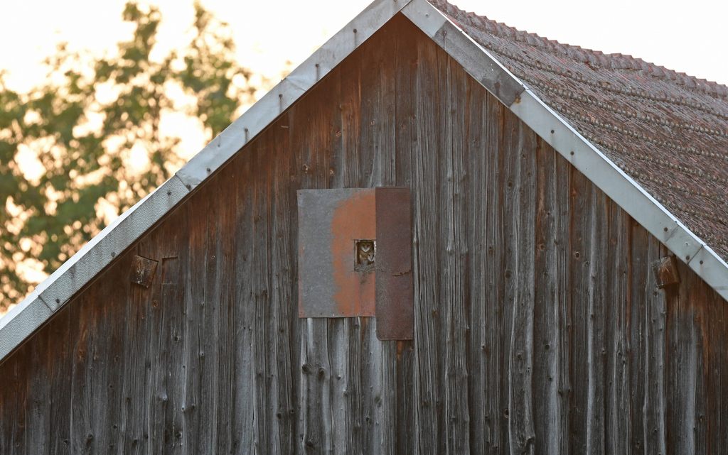 A barn owl peering out from a small entrance hole in the wooden gable of a barn at dusk