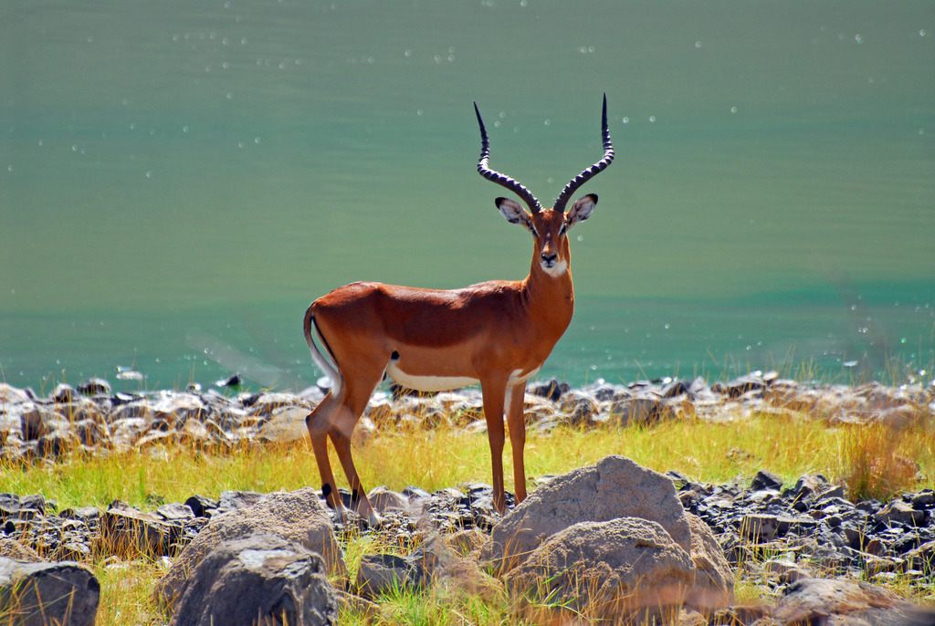 An impala standing on rocky ground near water, its tall lyre-shaped horns catching the light