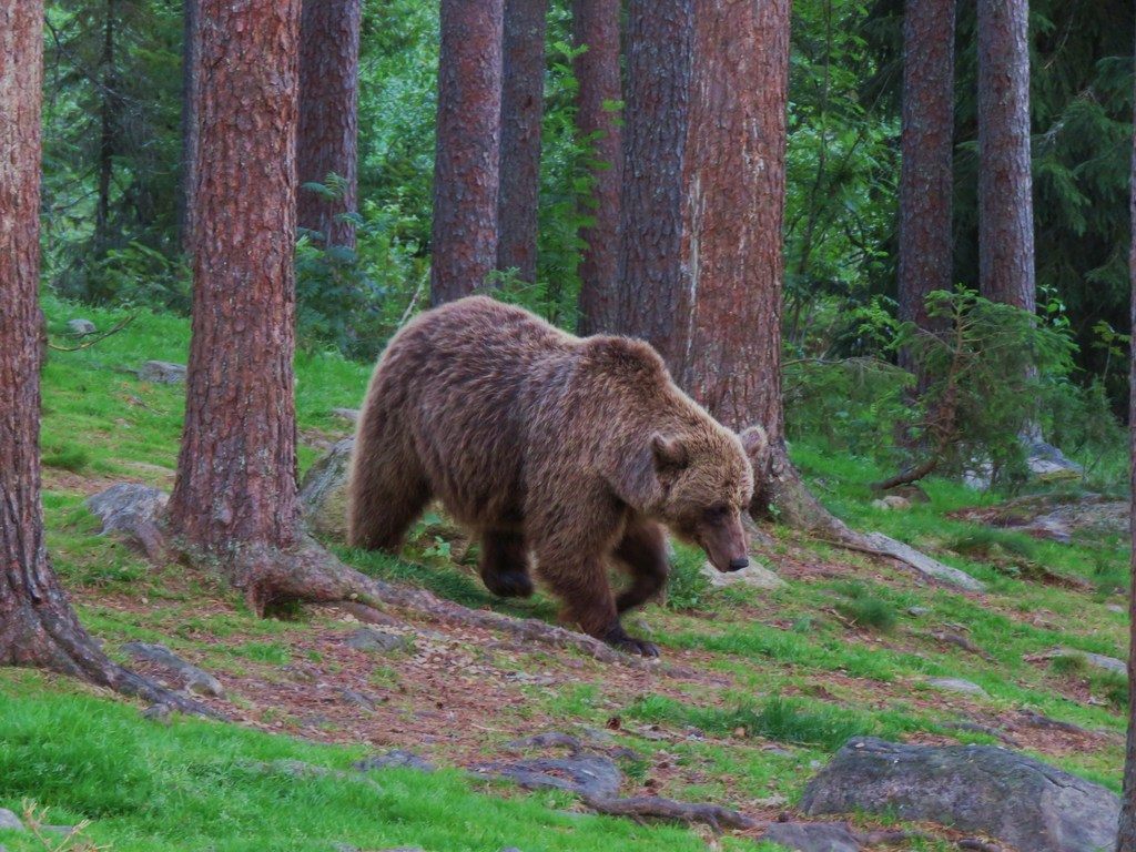 A brown bear sniffing the air, nose lifted and nostrils flared