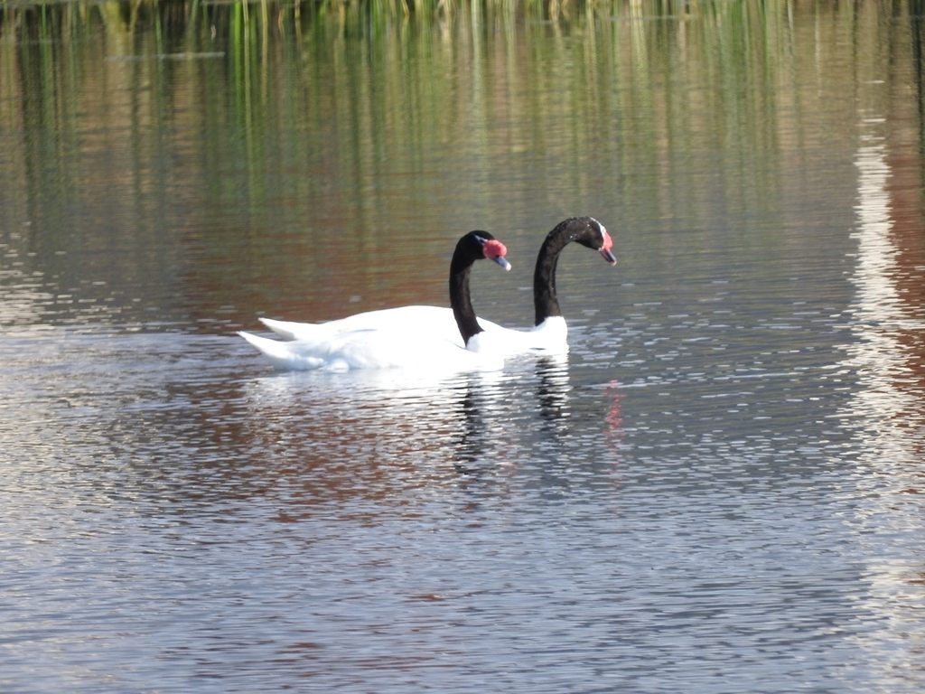 A pair of black-necked swans swimming together, their white bodies contrasting with black necks and heads and a red knob at the base of the bill