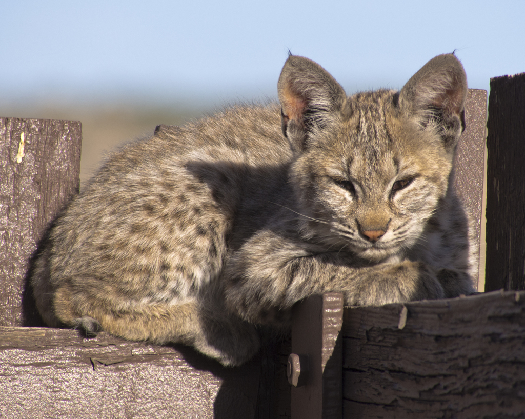 A bobcat crouching in dry grass, its spotted tawny coat blending with the surroundings