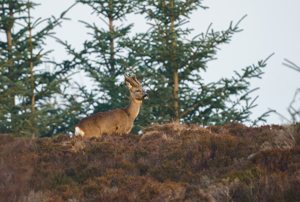 A roe deer buck on a heathery woodland edge with young conifers behind