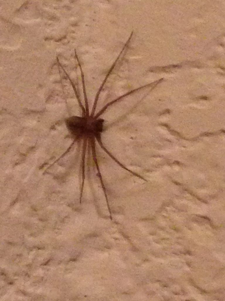 A brown recluse spider with a dark violin-shaped marking on its back, resting on a pale surface