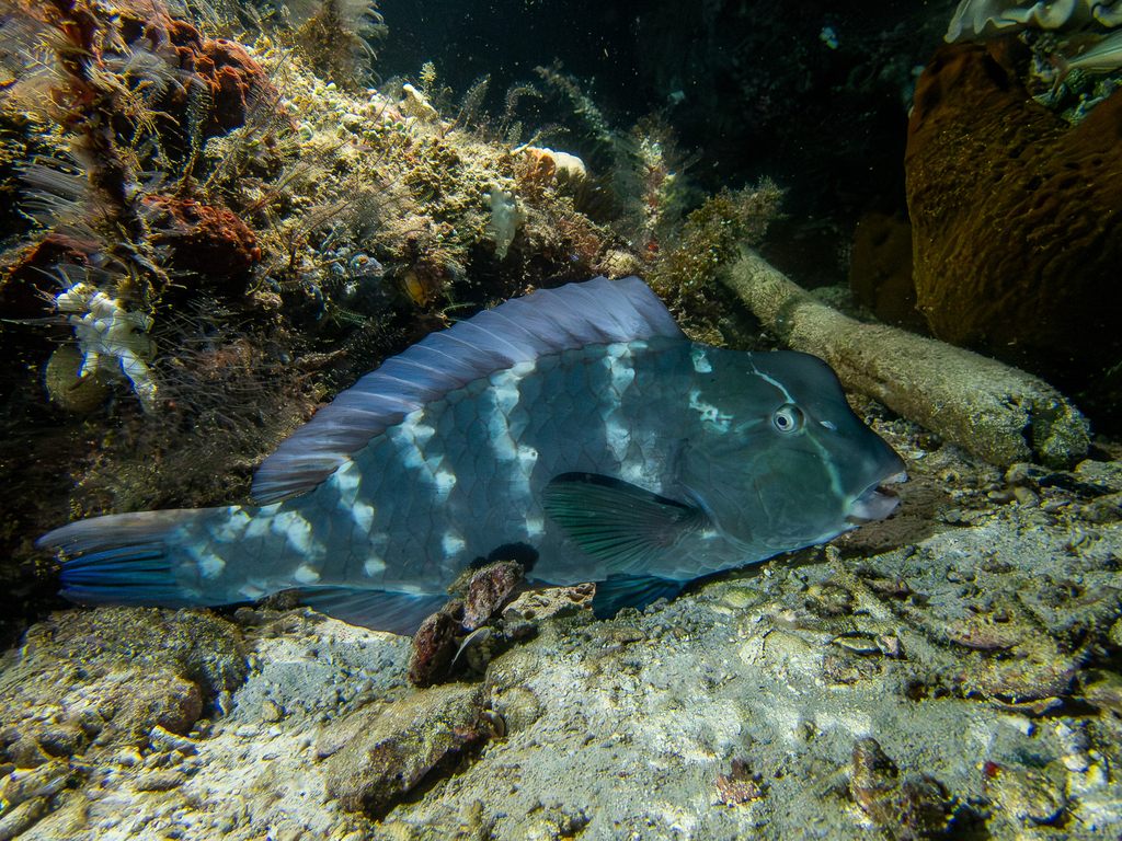 Bumphead parrotfish swimming over coral reef, showing distinctive green hump and large beak