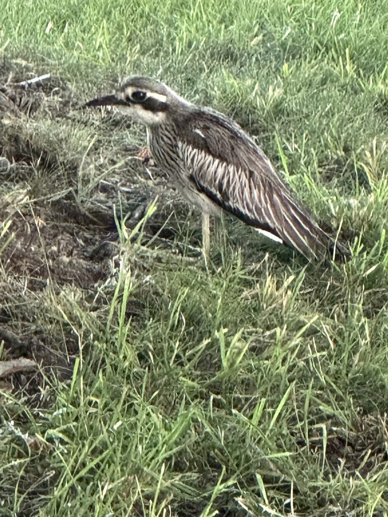 A bush stone-curlew standing on the ground, showing its large yellow eye, long pale legs and streaked grey-brown plumage