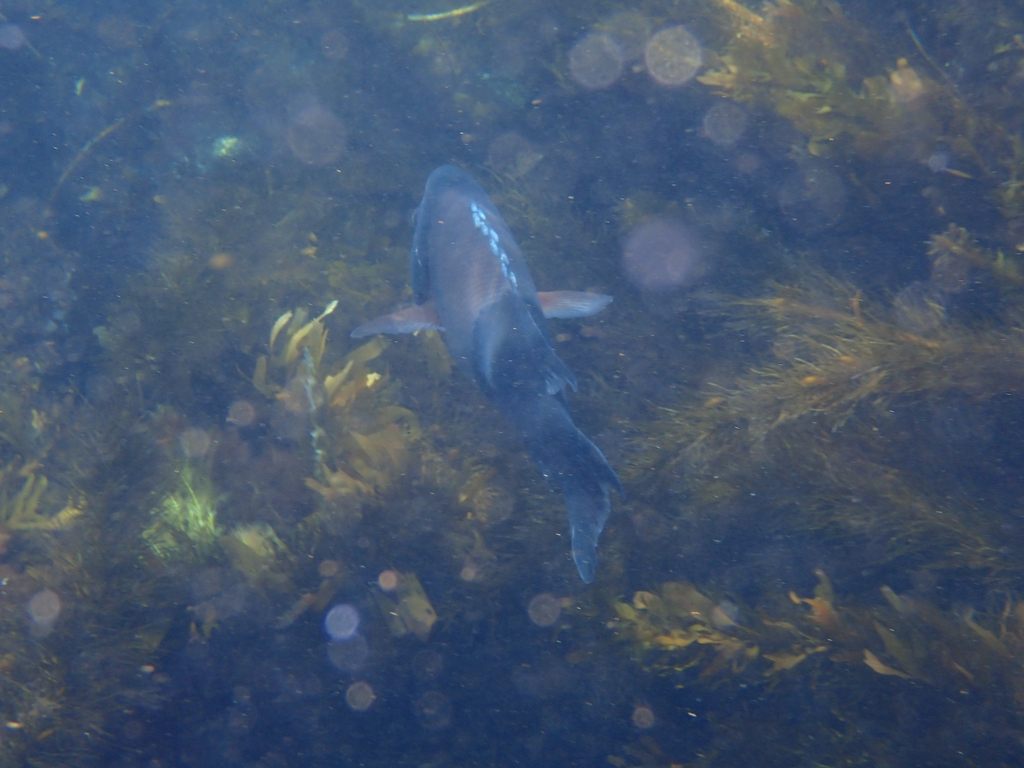 A California sheephead with a black head and tail and a pink midsection swimming over a kelp bed, seen from above