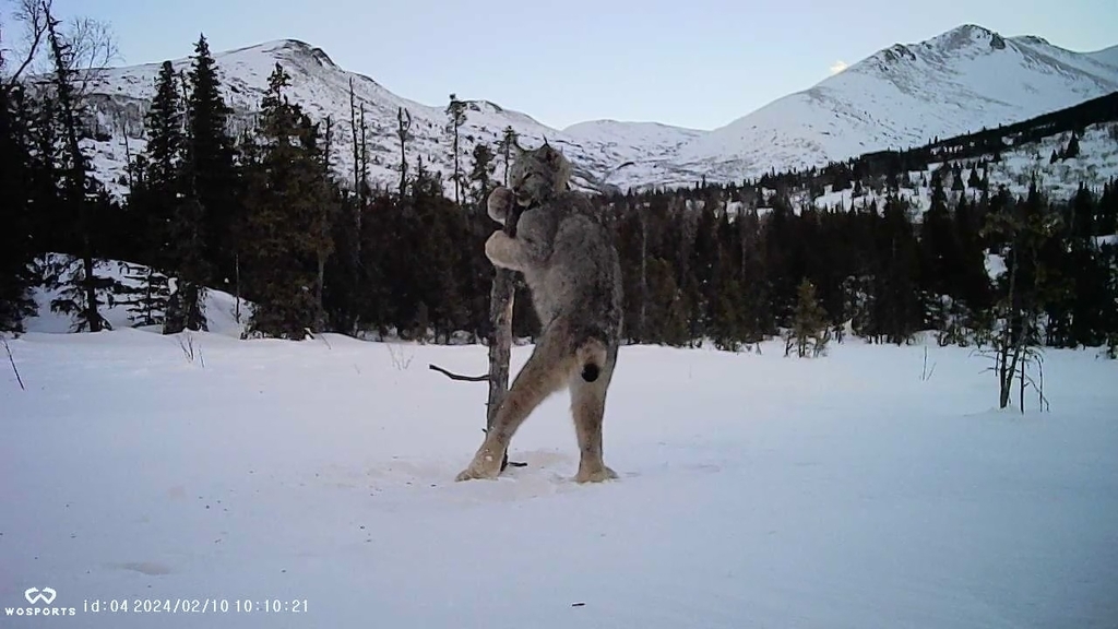 Canada lynx walking through deep snow in boreal forest, showing its large padded feet
