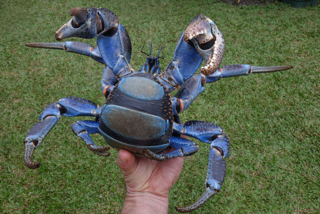A large coconut crab on a rocky surface, its blue-purple shell and massive claws clearly visible