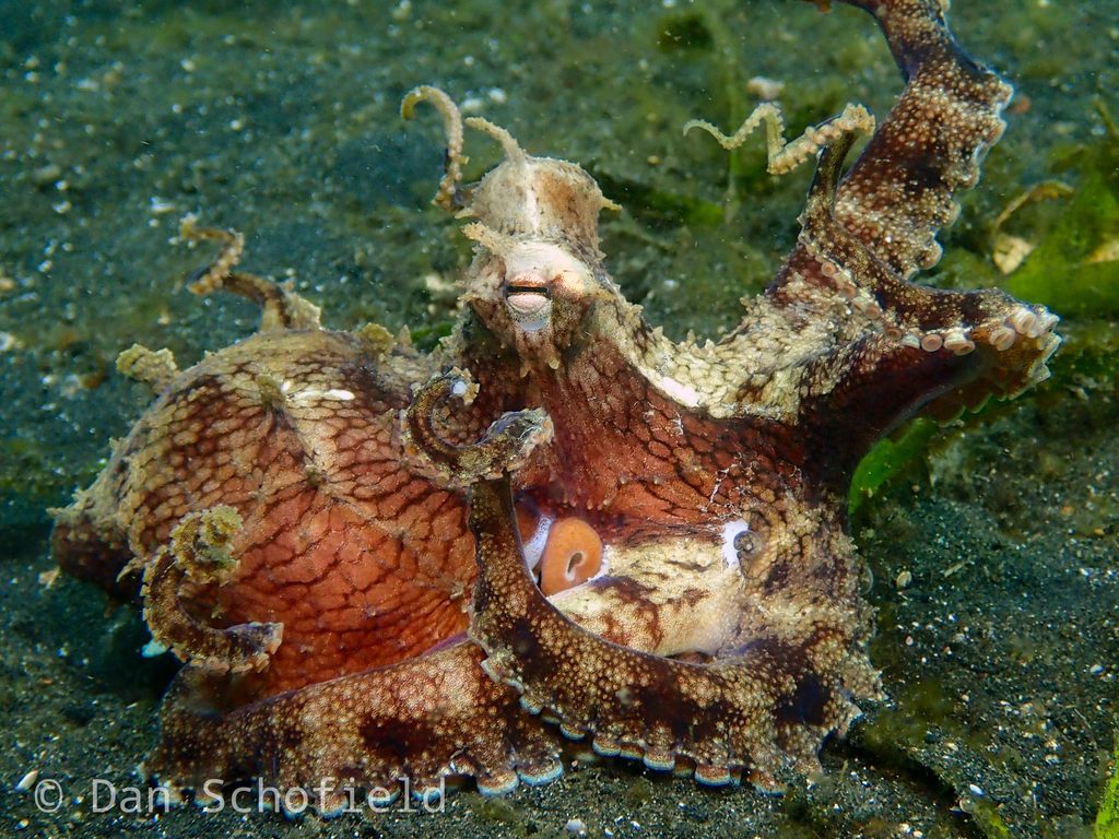 A coconut octopus on the sandy seafloor, its mottled reddish-brown and white skin and curled arms visible
