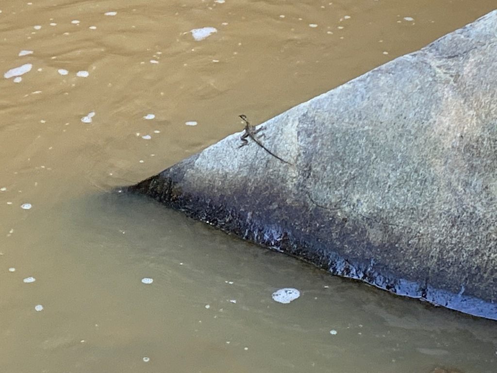 A common basilisk lizard perched on a rock at the edge of a muddy river