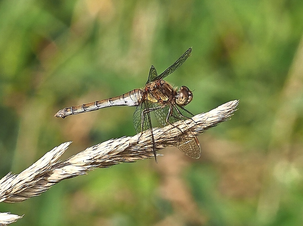 A male common darter dragonfly perched on a twig, showing its brick-red abdomen and yellow-striped black legs