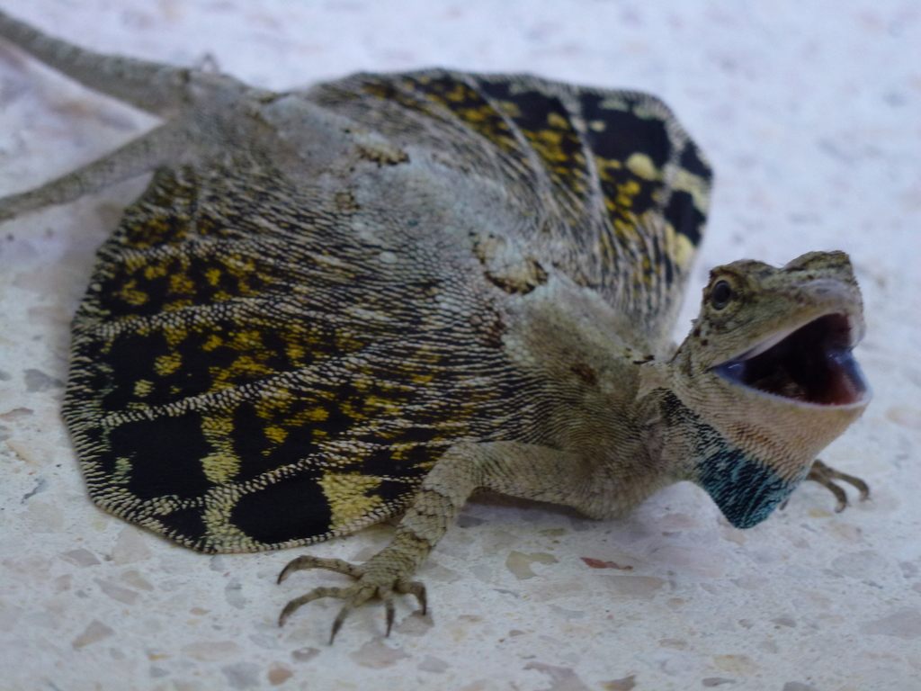 Common flying dragon lizard clinging to a tree trunk in Southeast Asian rainforest, wings folded
