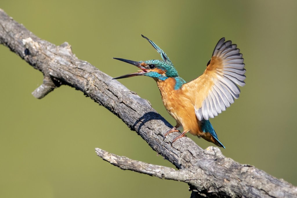 A common kingfisher landing on a branch with its wings spread
