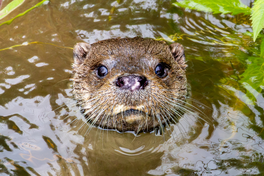 A common otter swimming at the surface of a river, head raised