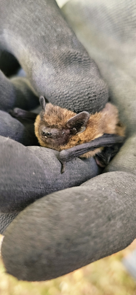 A common pipistrelle bat clinging to a rough surface, showing its dark brown fur and wing membranes