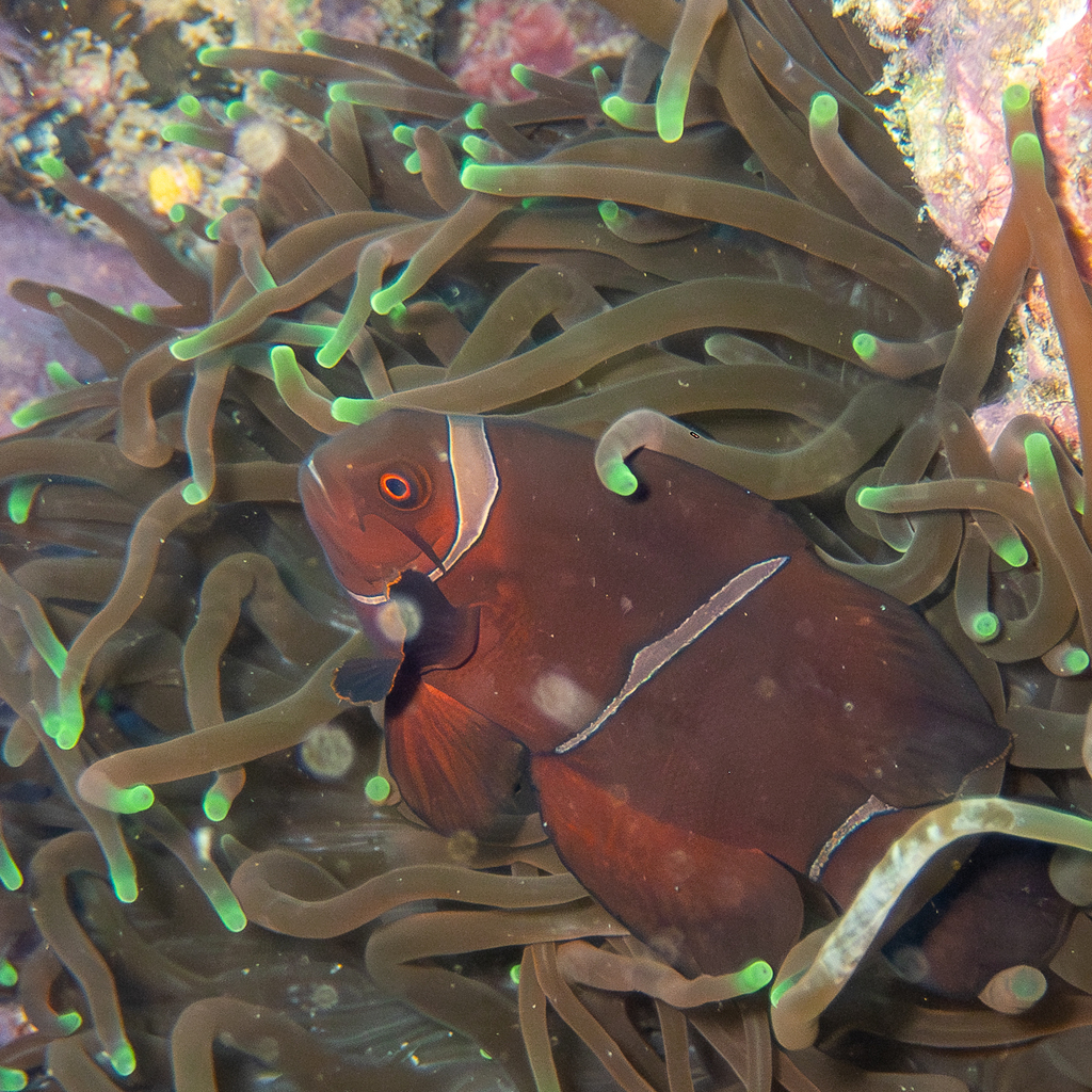 A spine-cheek clownfish nestled among the tentacles of a bright pink sea anemone on a coral reef