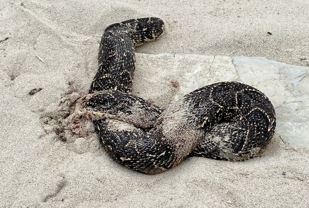 A puff adder coiled on sandy ground, its thick body and distinctive pattern clearly visible