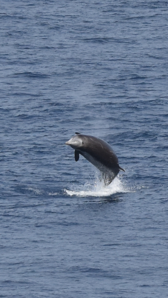 A Cuvier's Beaked Whale surfacing in open ocean