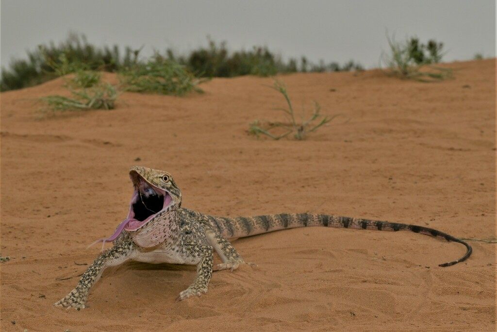 A grey desert monitor lizard with a pointed snout resting on sandy ground