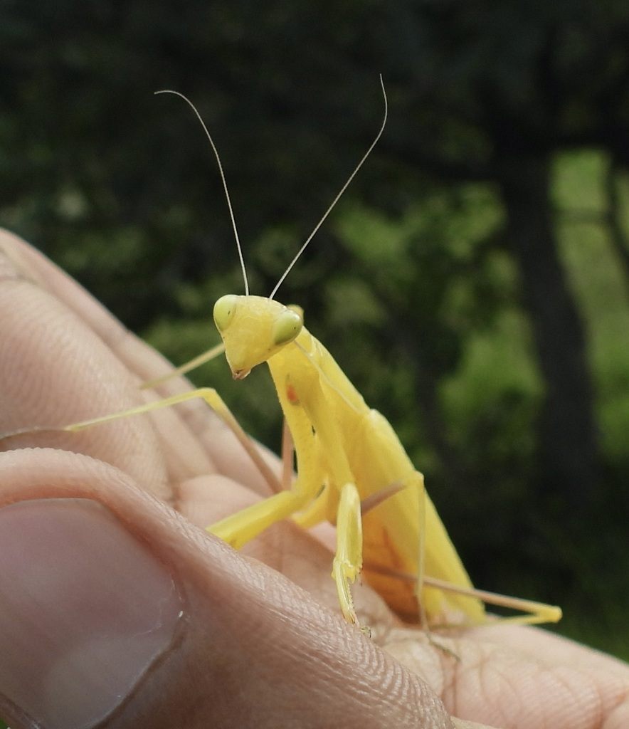 A pale yellow praying mantis perched on a person's fingers, antennae raised and facing the camera