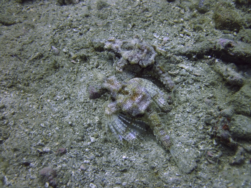 A Dragon Seamoth resting on sandy seafloor, showing its bony armoured body and wing-like pectoral fins