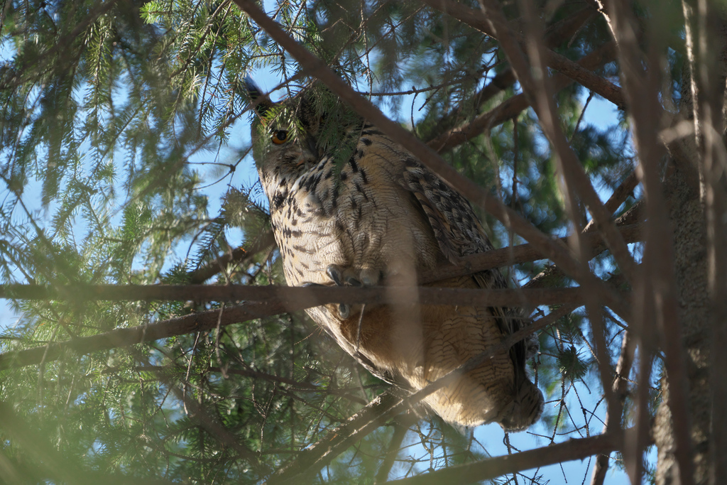 An eagle owl perched on a branch, facing the camera with large orange eyes