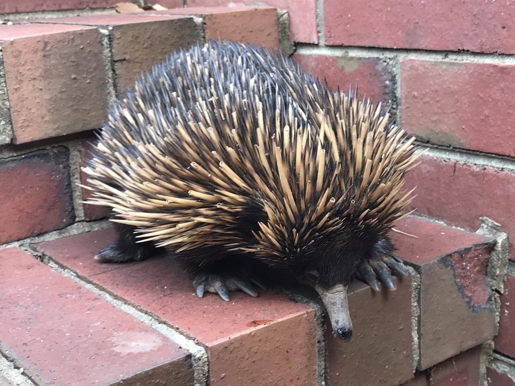 A short-beaked echidna with dense brown spines and a long tapered snout foraging through leaf litter