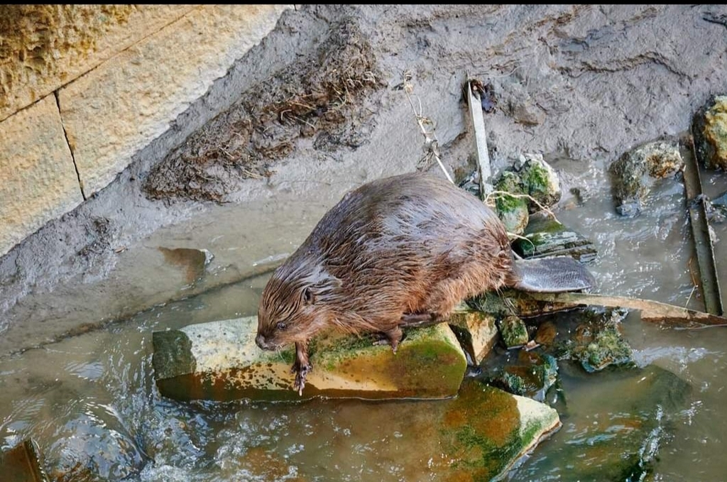 A Eurasian beaver in the water near the bank, showing its large flat tail and brown fur