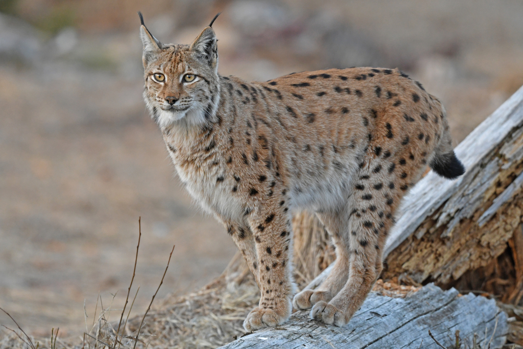 A Eurasian lynx crouching in forest undergrowth, spotted coat visible