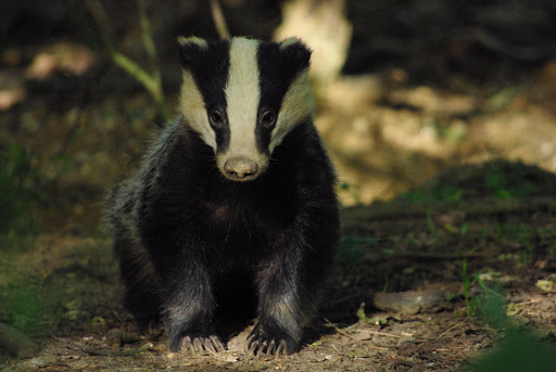 A European badger foraging at ground level, showing its distinctive black-and-white striped face