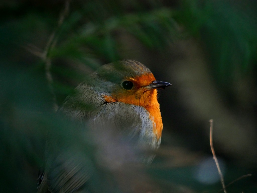 A European robin with a glowing orange breast
