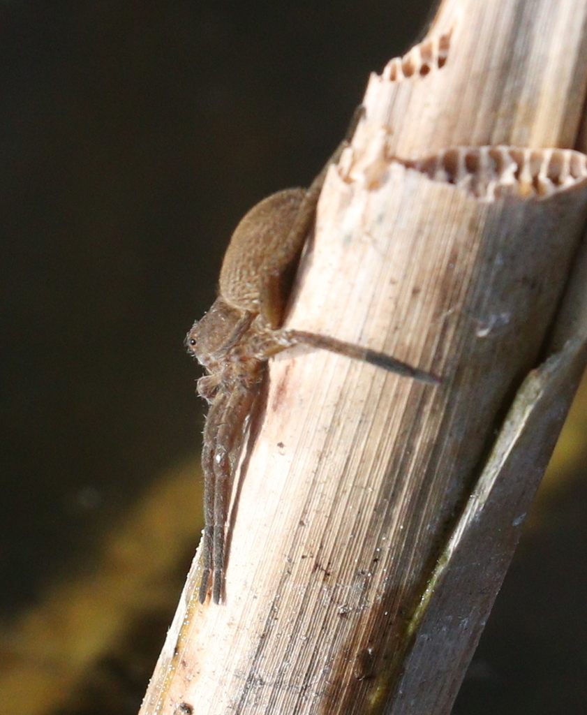 A fen raft spider gripping a round egg sac in its jaws while resting on a broken reed stem
