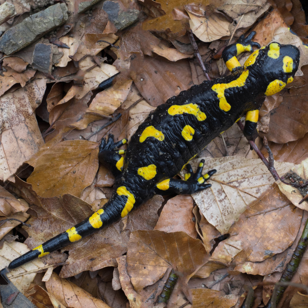 A fire salamander on wet forest leaf litter, black skin with bright yellow spots