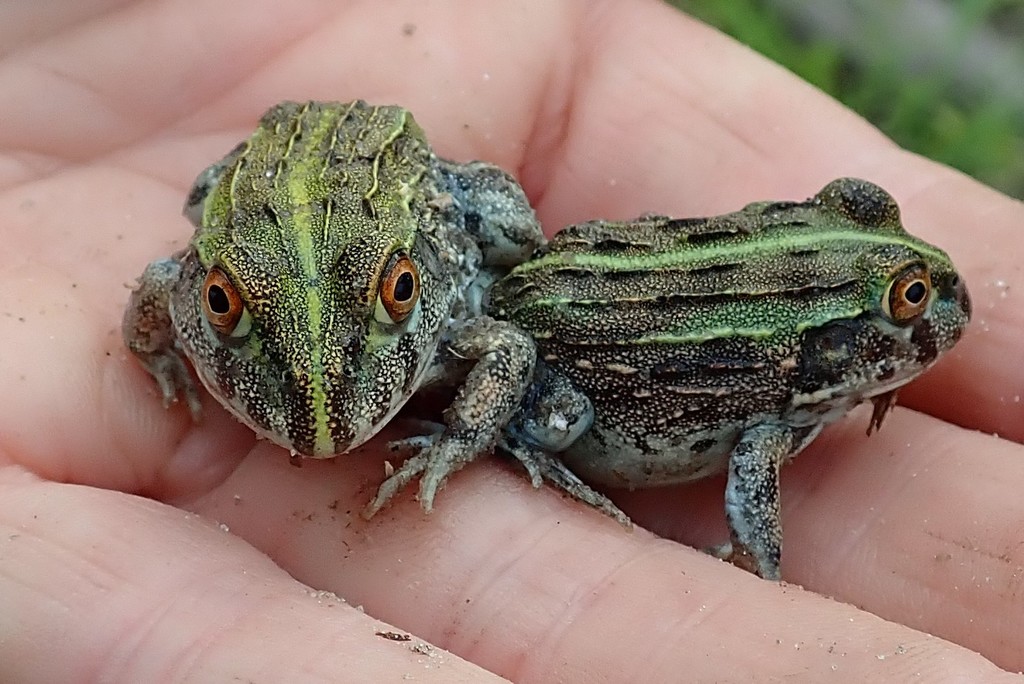 A large giant African bullfrog sitting at the edge of a pool