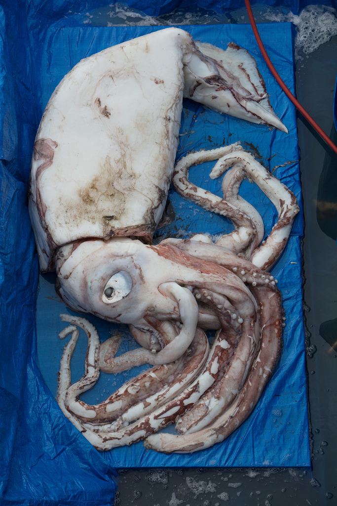 A giant squid specimen laid out for measurement, showing its long tentacles and massive mantle