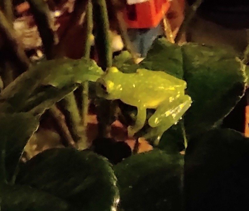 A small pale green Fleischmann's glass frog resting on the underside of a leaf