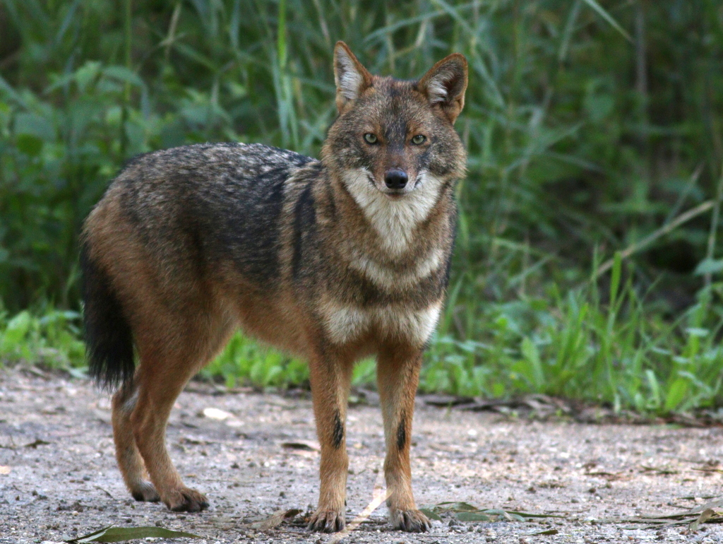 A golden jackal standing alert in open grassland